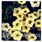 100 PCS Seeds Mini Calibrchoa Million Bells Annual Flower Bonsai