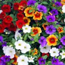 100 PCS Seeds Mini Calibrchoa Million Bells Annual Flower Bonsai Vary Colors