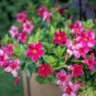 100 PCS Seeds Mini Calibrchoa Million Bells Annual Flower Bonsai Vary Colors