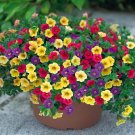 100 PCS Seeds Mini Calibrchoa Million Bells Annual Flower Bonsai Vary Colors