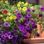 100 PCS Seeds Mini Calibrchoa Million Bells Annual Flower Bonsai Vary Colors