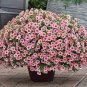 100 PCS Seeds Mini Calibrchoa Million Bells Petunia
