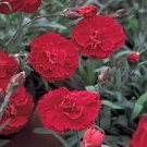 200 PCS Seeds Mini Carnations Bonsai Balcony Potted Plants