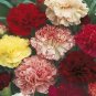 200 PCS Seeds Mini Carnations Bonsai Balcony Potted Plants