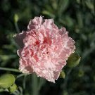 50 PCS Seeds Mini Carnations Seed Balcony Potted Plants Dianthus Caryophyllus Mother Flower