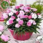 50 PCS Seeds Mini Carnations Seed Balcony Potted Plants Dianthus Caryophyllus Mother Flower