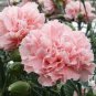 50 PCS Seeds Mini Carnations Seed Balcony Potted Plants Dianthus Caryophyllus Mother Flower