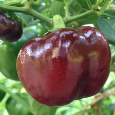 20 PCS Seeds Mini Chocolate Sweet Bell Pepper