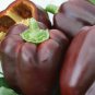 20 PCS Seeds Mini Chocolate Sweet Bell Pepper