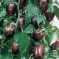 20 PCS Seeds Mini Chocolate Sweet Bell Pepper