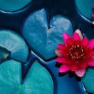 1 PCS Seeds Mini Dark Red Bonsai Lotus Flower