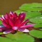 1 PCS Seeds Mini Dark Red Bonsai Lotus Flower