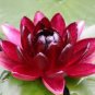 1 PCS Seeds Mini Dark Red Bonsai Lotus Flower
