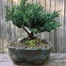 50 PCS Seeds Mini Juniper Bonsai Tree Seeds Office Bonsai 50 PCS Seeds Mini Juniper Bonsai Tree Seeds Office Bonsai
