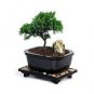 50 PCS Seeds Mini Juniper Bonsai Tree Seeds Office Bonsai
