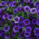 100 PCS Seeds Mini Calibrchoa Million Bells Petunia 100 PCS Seeds Mini Calibrchoa Million Bells Petunia