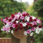 100 PCS Seeds Mini Calibrchoa Million Bells Petunia