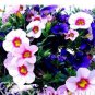 100 PCS Seeds Mini Calibrchoa Million Bells Petunia