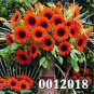 30 PCS Seeds Mini Multi-Colored Dwarf Sunflower Bonsai Perennial Flower