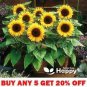 30 PCS Seeds Mini Multi-Colored Dwarf Sunflower Bonsai Perennial Flower