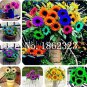 30 PCS Seeds Mini Multi-Colored Dwarf Sunflower Bonsai Perennial Flower