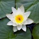 5 PCS Seeds Mini Nymphaea Caerulea Asian Water Lily Lotus Pod Flower