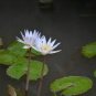 5 PCS Seeds Mini Nymphaea Caerulea Asian Water Lily Lotus Pod Flower