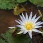 5 PCS Seeds Mini Nymphaea Caerulea Asian Water Lily Lotus Pod Flower