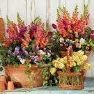 100 PCS Seeds Mini Orchid Mixed Rose Red Purple Orange White Flowers 100 PCS Seeds Mini Orchid Mixed Rose Red Purple Orange White Flowers