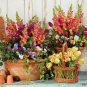 100 PCS Seeds Mini Orchid Mixed Rose Red Purple Orange White Flowers