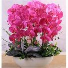 100 PCS Seeds Mini Orchid Seeds Mixed 3 Colors Flowers