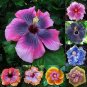 100 PCS Seeds Mini Orchid Seeds Mixed 3 Colors Flowers