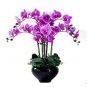 100 PCS Seeds Mini Orchid Seeds Mixed 3 Colors Flowers