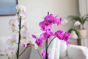 100 PCS Seeds Mini Phalaenopsis Flower