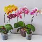 100 PCS Seeds Mini Phalaenopsis Flower