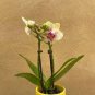 100 PCS Seeds Mini Phalaenopsis Flower