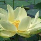 1 PCS Seeds Mini Purely White Bonsai Lotus Flower