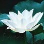 1 PCS Seeds Mini Purely White Bonsai Lotus Flower