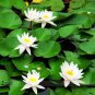 1 PCS Seeds Mini Purely White Bonsai Lotus Flower