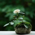 100 PCS Seeds Mini Rose Bonsai Miniature Rose Bonsai A Little Cute Plants
