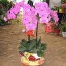 100 PCS Seeds Mini Seed Orchid