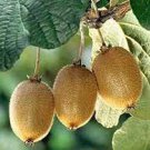50 PCS Seeds Mini Small Middle Large Chinese Gooseberry Kiwifruit 50 PCS Seeds Mini Small Middle Large Chinese Gooseberry Kiwifruit