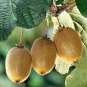 50 PCS Seeds Mini Small Middle Large Chinese Gooseberry Kiwifruit