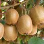50 PCS Seeds Mini Small Middle Large Chinese Gooseberry Kiwifruit
