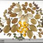50 PCS Seeds Mini Small Middle Large Chinese Gooseberry Kiwifruit