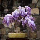 100 PCS Seeds Mini Violet Beautiful Bonsai Flower