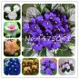 50 PCS Seeds Mini Violet Bonsai Rainbow Flower Plants Rare African Perennial