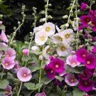 200 PCS Seeds Miniature Hollyhock Flower Bonsai Plant 200 PCS Seeds Miniature Hollyhock Flower Bonsai Plant