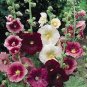 200 PCS Seeds Miniature Hollyhock Flower Bonsai Plant
