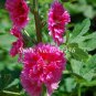 200 PCS Seeds Miniature Hollyhock Flower Bonsai Plant
